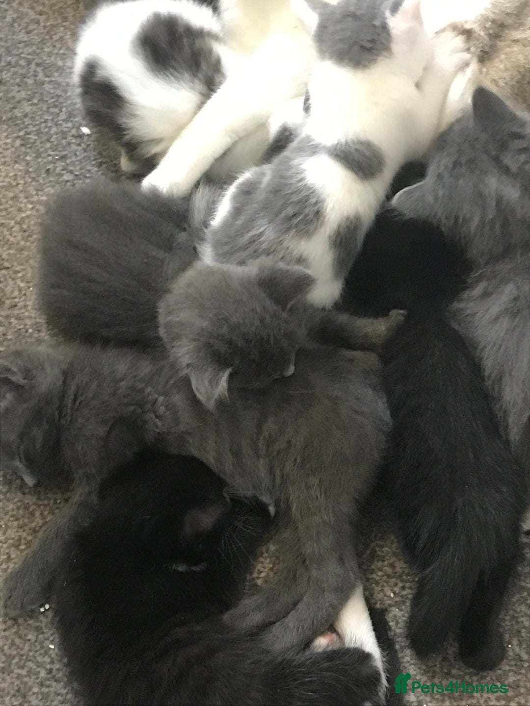 Mixed Breed cats for sale: Fur babies - Image 1
