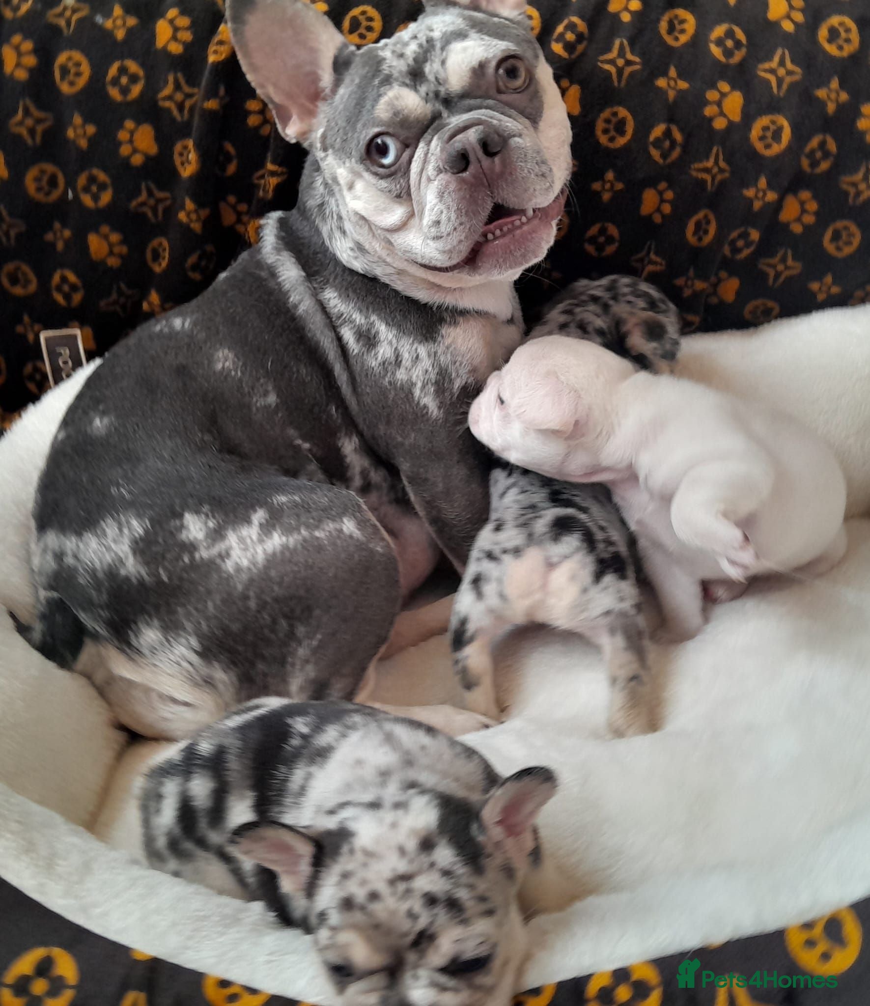 French Bulldog dogs Beautiful French Bulldog Puppies – Loving  Homes - Advert 1