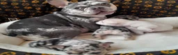 French Bulldog dogs for sale: Beautiful French Bulldog Puppies – Loving  Homes in Watford - Advert 1