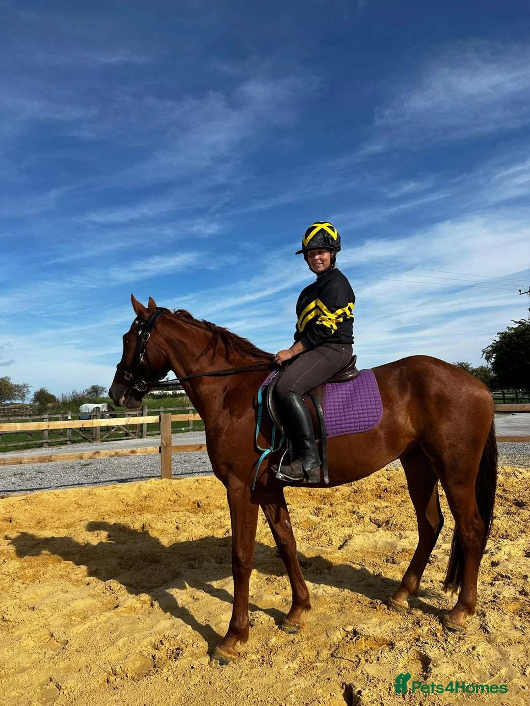 Appaloosa horses for sale: Appaloosa X gelding 15.3hh rising 4  in Hull - Advert 8