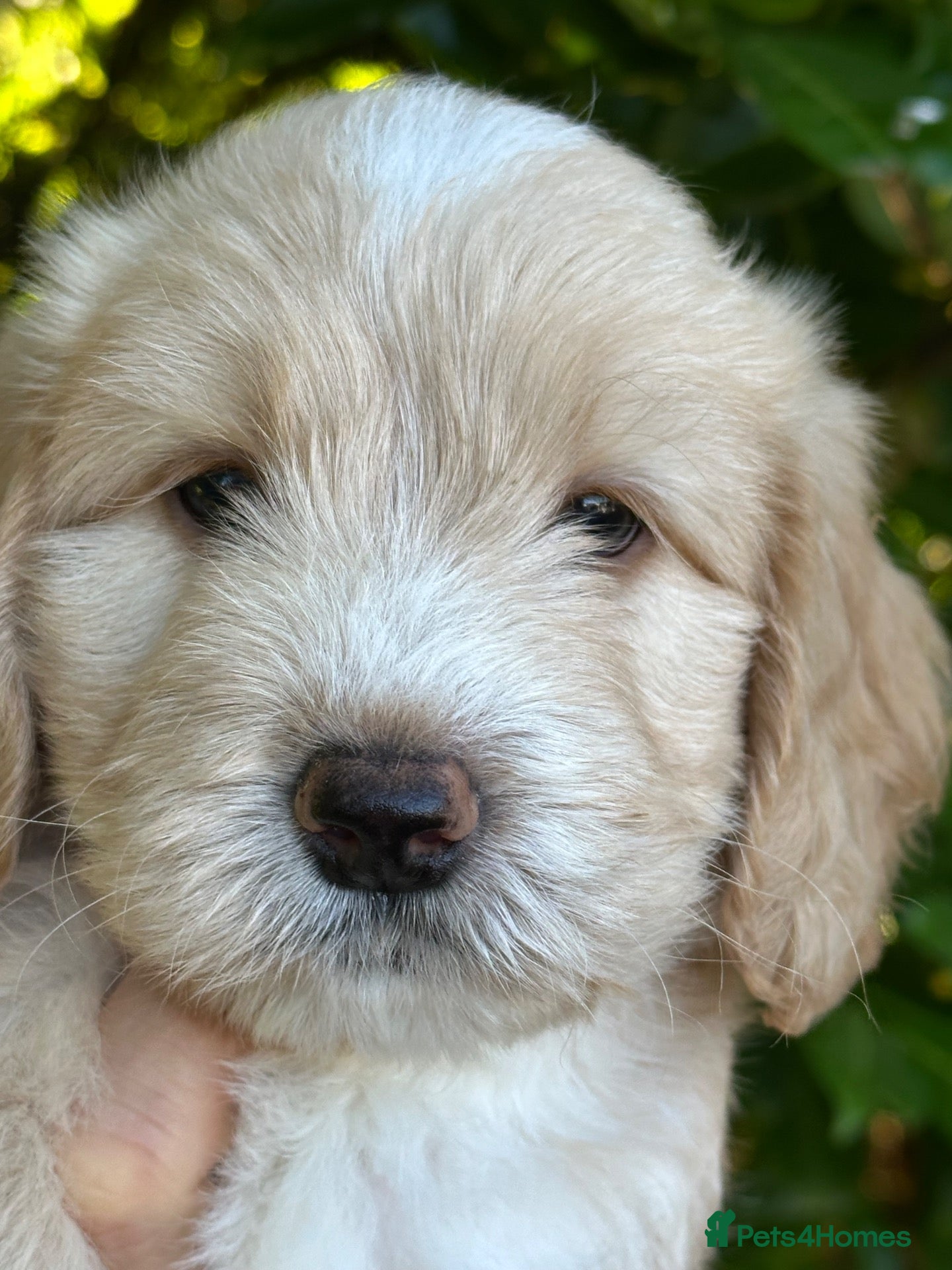 Sheepadoodle dogs Unique sheepadoodle /cockapoo hybrid  - Advert 20