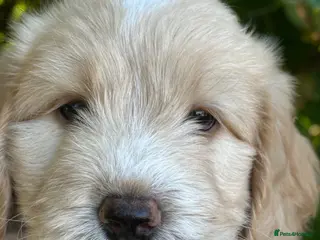 Sheepadoodle dogs Unique sheepadoodle /cockapoo hybrid - Advert 20