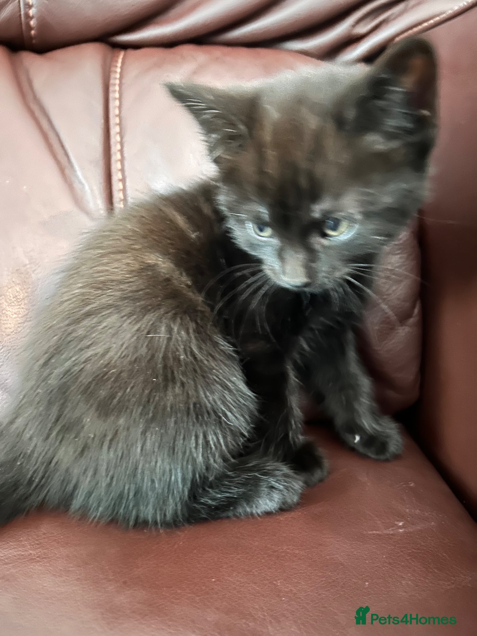 Mixed Breed cats 2 Beautiful Kittens  - Advert 14