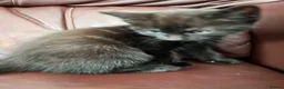 Mixed Breed cats for sale: 2 Beautiful Kittens  - Advert 1