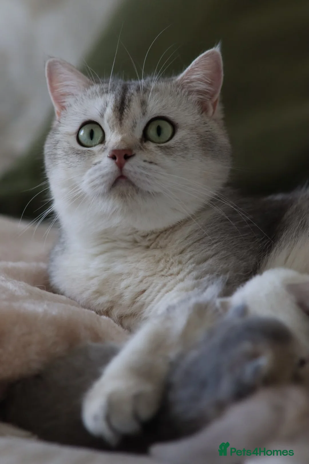 Scottish Fold cats for sale: Scottish fold  - Advert 2