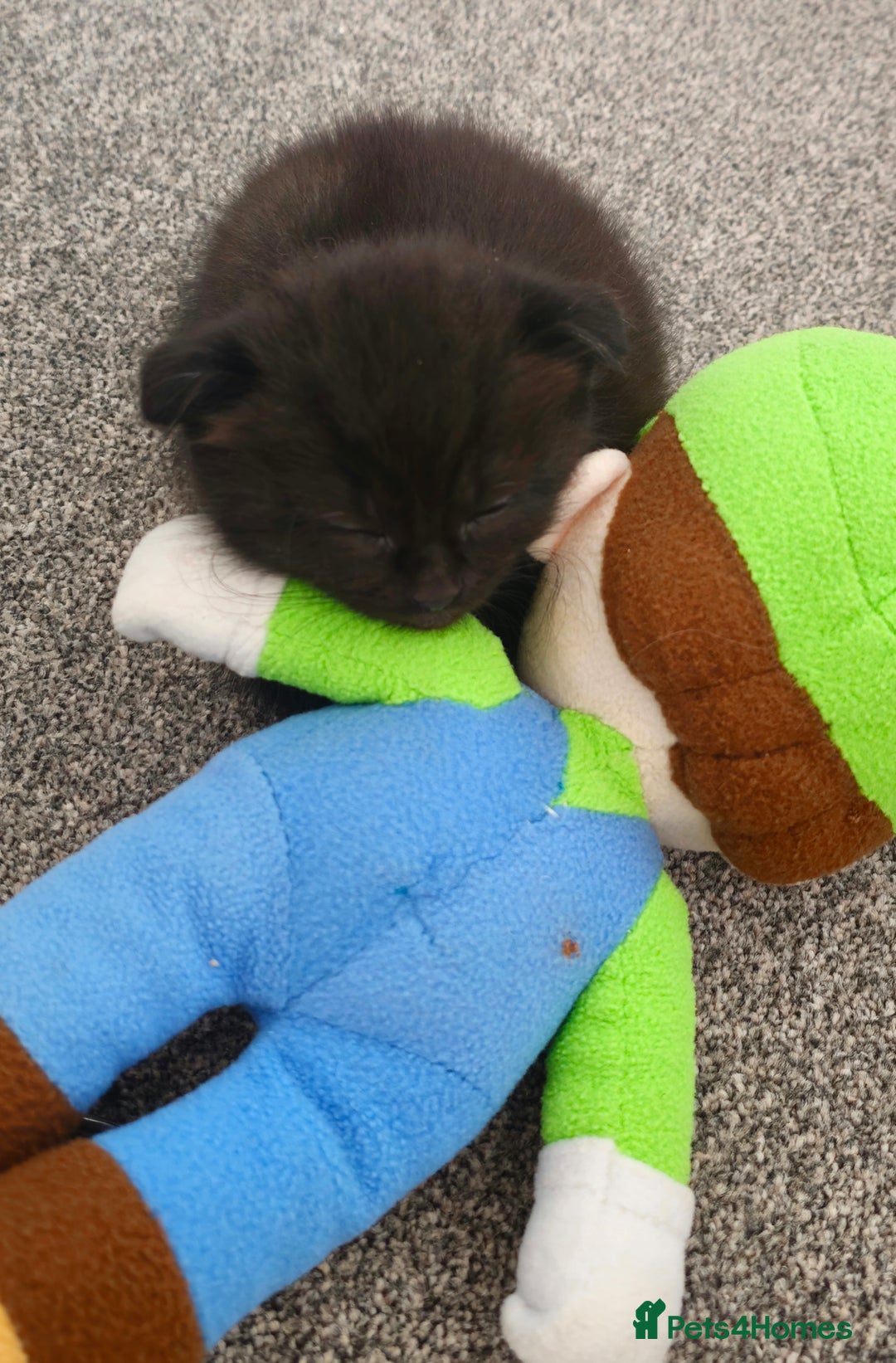Mixed Breed cats for sale: Scottish Fold Mix Kittens –Ready 16th August 🐾 - Image 7