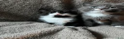 Mixed Breed cats for sale: 2 Kittens Available For their forever homes - Advert 5