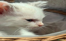 Ragdoll cats for sale: 💙🩷GCCF RAGDOLL KITTENS M&F 9WKS NEUT & SPAYED 🥇 - Image 31