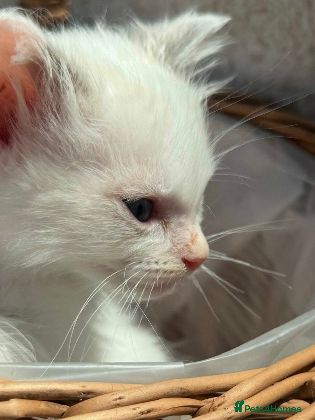Ragdoll cats for sale: 💙🩷GCCF RAGDOLL KITTENS M&F 9WKS NEUT & SPAYED 🥇 - Image 31