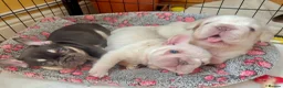 French Bulldog dogs for sale: Fluffy French Bulldog Puppies - Advert 22