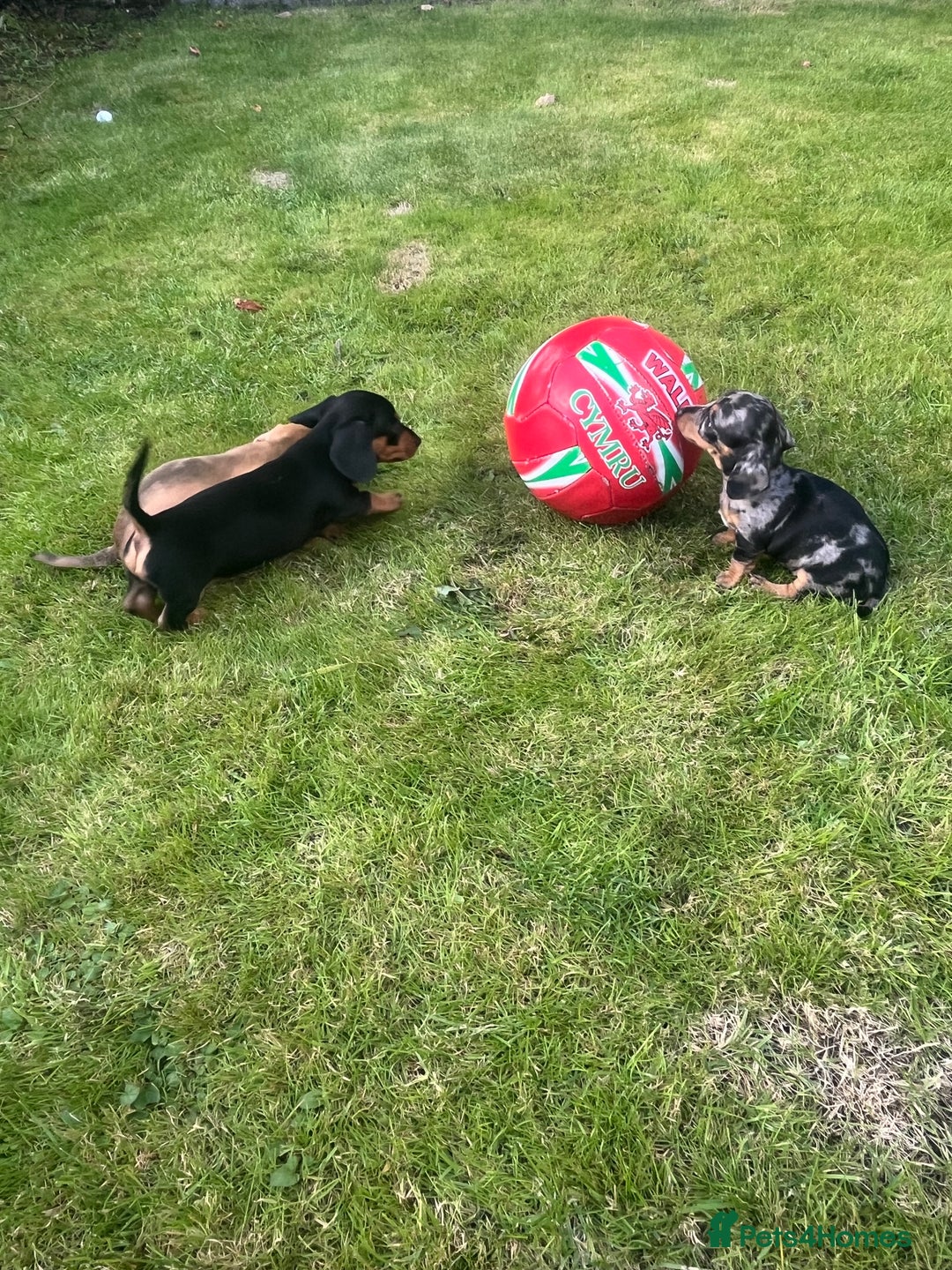 Dachshund dogs for sale: Mini dachshund puppies  - Image 3