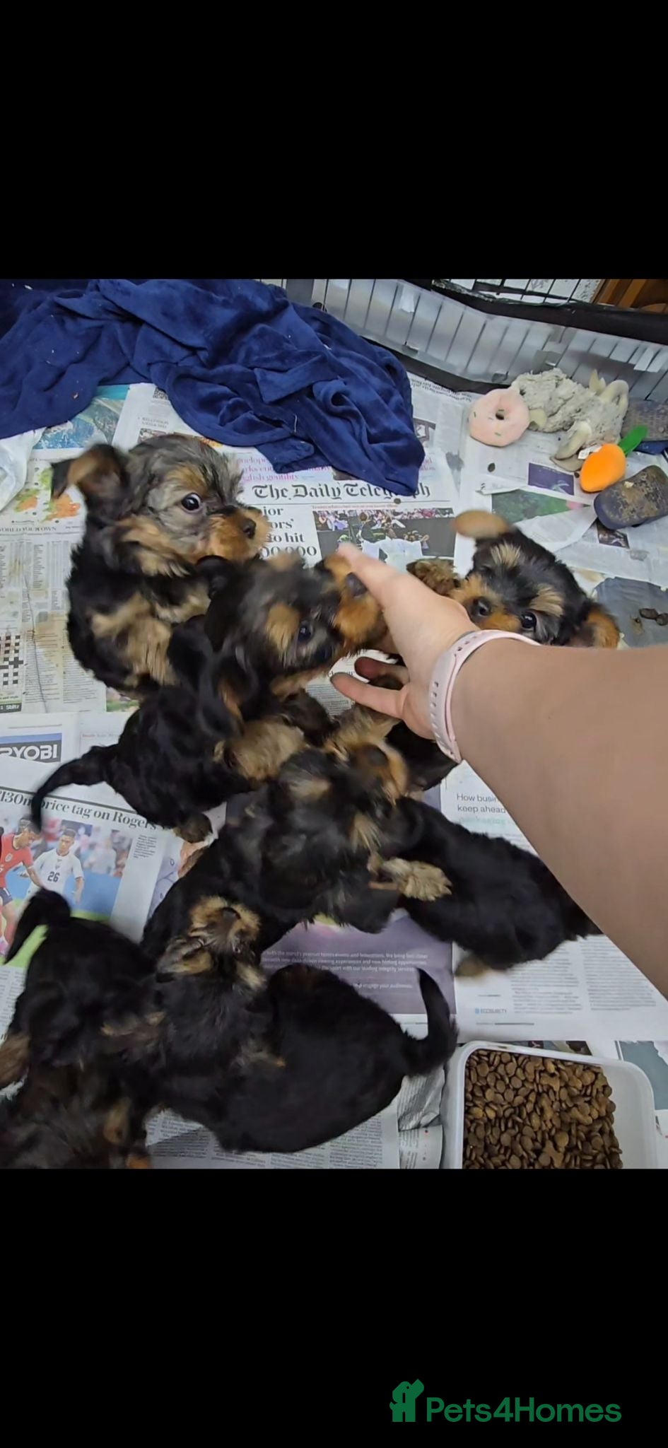 Yorkshire Terrier dogs Lovly puppies for sale  - Advert 2