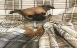 Chorkie dogs for sale: Yorkshire terrier x Chihuahua puppy’s  - Image 2