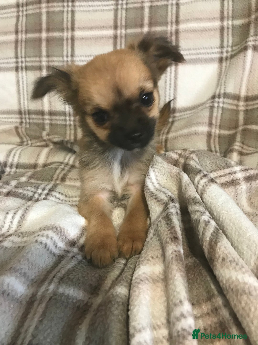 Chorkie dogs for sale: Yorkshire terrier x Chihuahua puppy’s  - Image 2