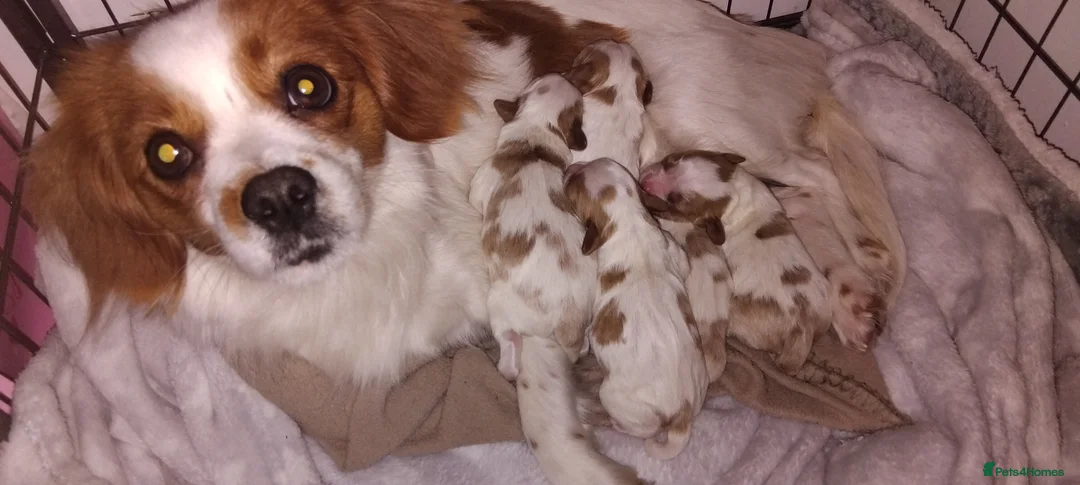 Cavalier King Charles Spaniel dogs for sale: King charles cavalier puppies - Advert 21