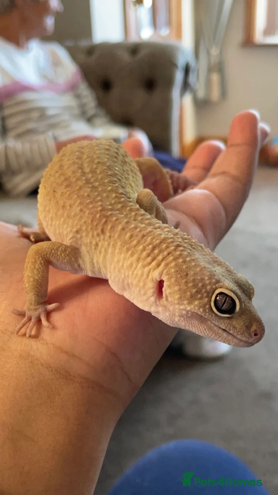 Leopard Gecko reptiles for sale: Male Leopard Gecko & Setup - Advert 9