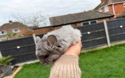 Chinchilla rodents for sale: Males and female chinchillas.  - Advert 6