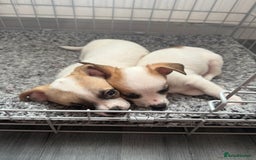 Chihuahua dogs for sale: Beautiful chihuahua puppys - Image 21