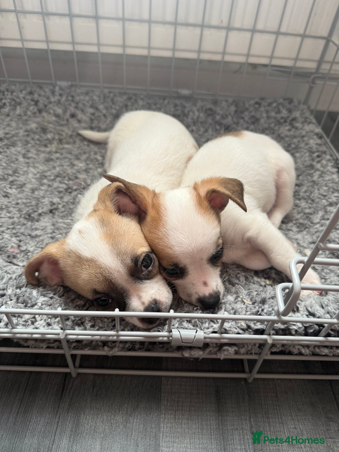 Chihuahua dogs for sale: Beautiful chihuahua puppys - Image 21