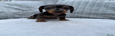 FREDDO 