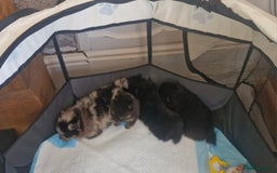 Pomeranian dogs for sale: Beautiful pomeranian puppies for sale 🥰 - Image 14