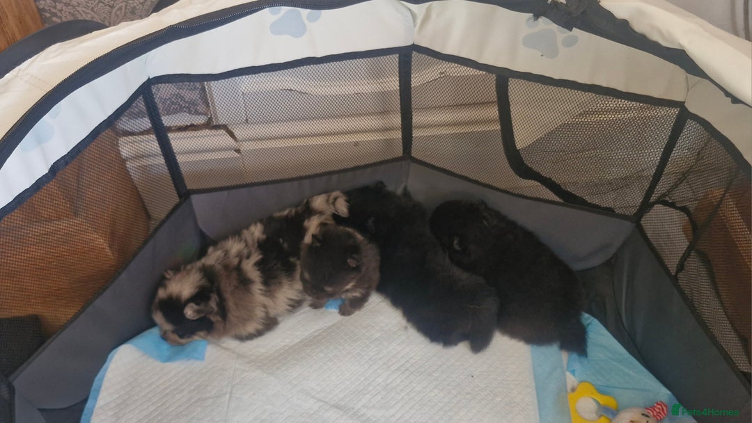 Pomeranian dogs for sale: Beautiful pomeranian puppies for sale 🥰 - Image 14