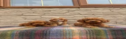 Cockapoo dogs for sale: F1 Cockapoos (council licensed)  in Stourport-on-Severn - Advert 17