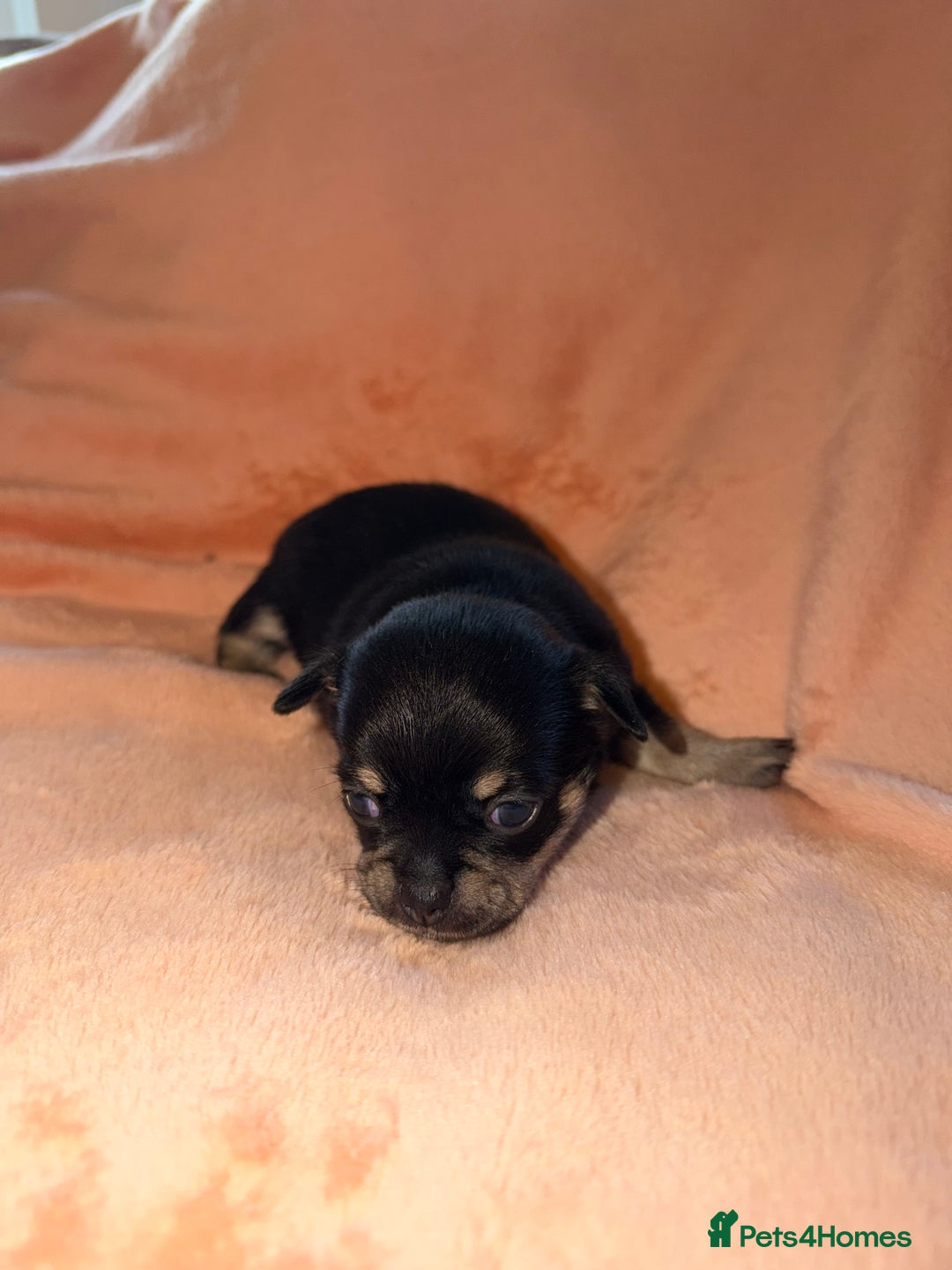 Chihuahua dogs for sale: Fuzzy playful baby boy tri coloured  - Advert 8