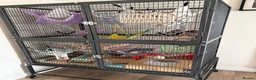 Rat rodents for sale: Female Rats  in Sleaford - Advert 2