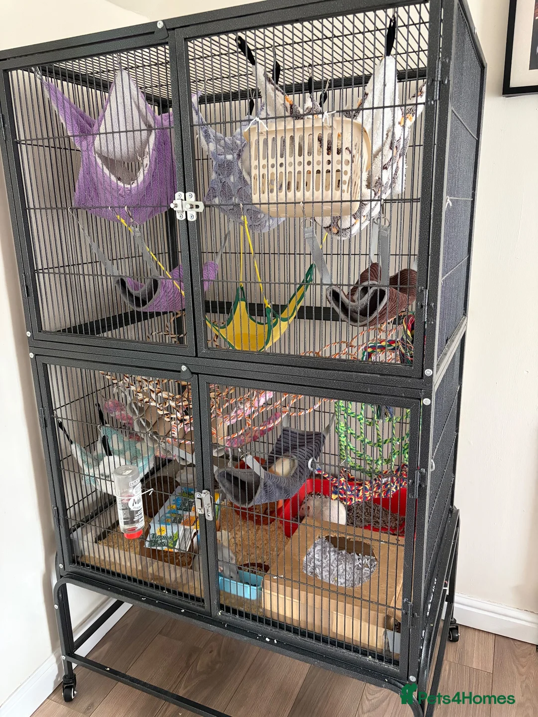 Rat rodents for sale: Female Rats  in Sleaford - Advert 2