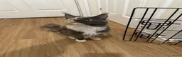 Maine Coon cats for sale: Maine coon kittens  - Advert 11