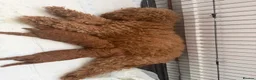 Toy Poodle dogs for sale: Beautiful Red Toy Poodle Puppies -Boy & Girl  - Advert 2