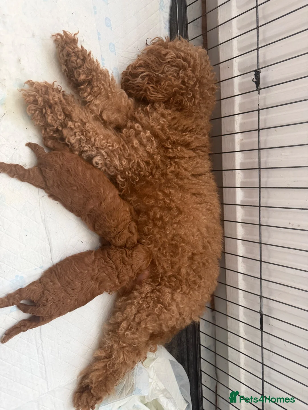 Toy Poodle dogs for sale: Beautiful Red Toy Poodle Puppies -Boy & Girl  - Advert 2