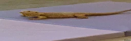 Bearded Dragon reptiles for sale: Bearded dragon  in Dartford - Advert 2