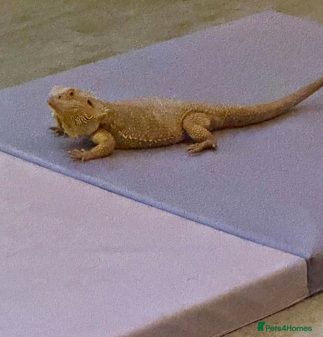 Bearded Dragon reptiles for sale: Bearded dragon  in Dartford - Advert 2