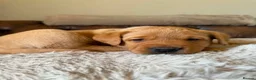 Labrador Retriever dogs for sale: Fox red Labradors puppy  in Yelverton - Advert 11