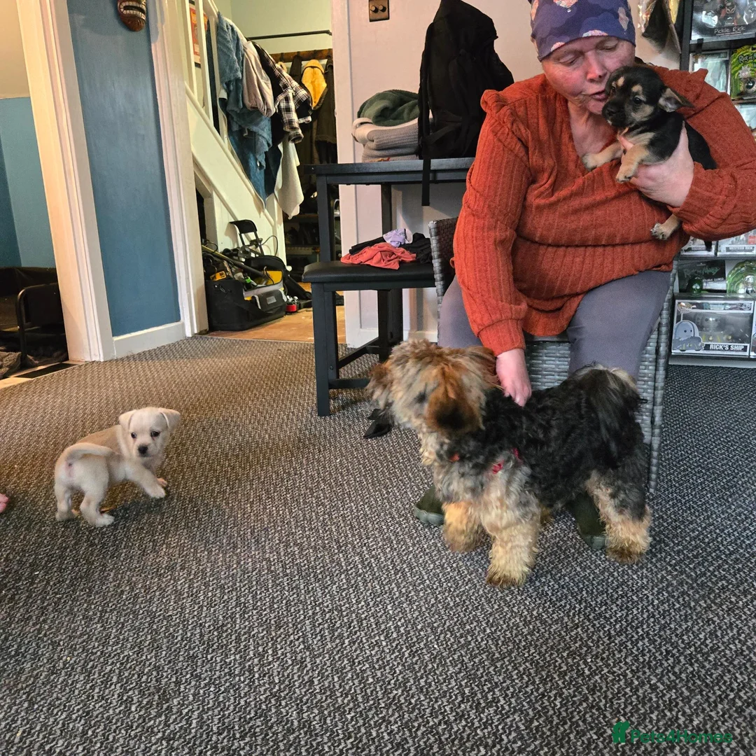 Mixed Breed dogs for sale: Puppy puppie for sale half frencie and yorkiepoo  - Advert 1