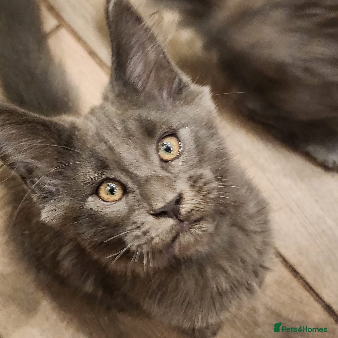 Maine Coon cats for sale: Maine Coon purebred pedigre active in Barnsley - Image 13