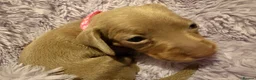Miniature Dachshund dogs for sale: Miniature Dachshunds KC Reg in Torquay - Advert 17