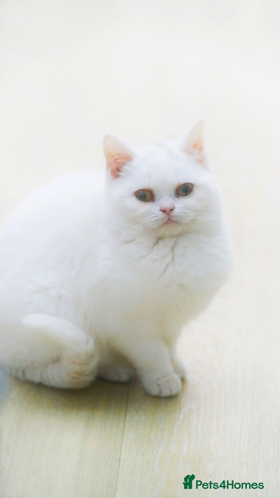 British Shorthair cats for sale: Pure British Shorthair WHITE female LIALIC kittens - Advert 1