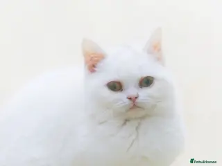 British Shorthair cats Pure British Shorthair WHITE female LIALIC kittens - Advert 2