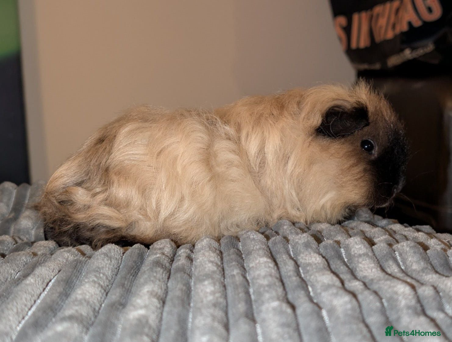 Guinea Pig rodents Texel boar duo - Advert 2