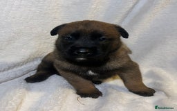 Belgian Shepherd Dog dogs for sale: Belgian malinois puppies  - Image 4