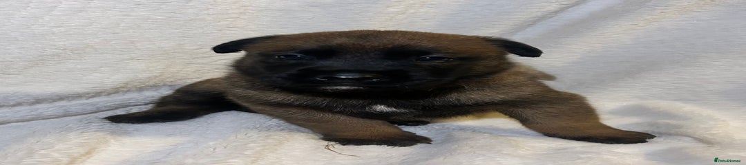 Belgian malinois purple 