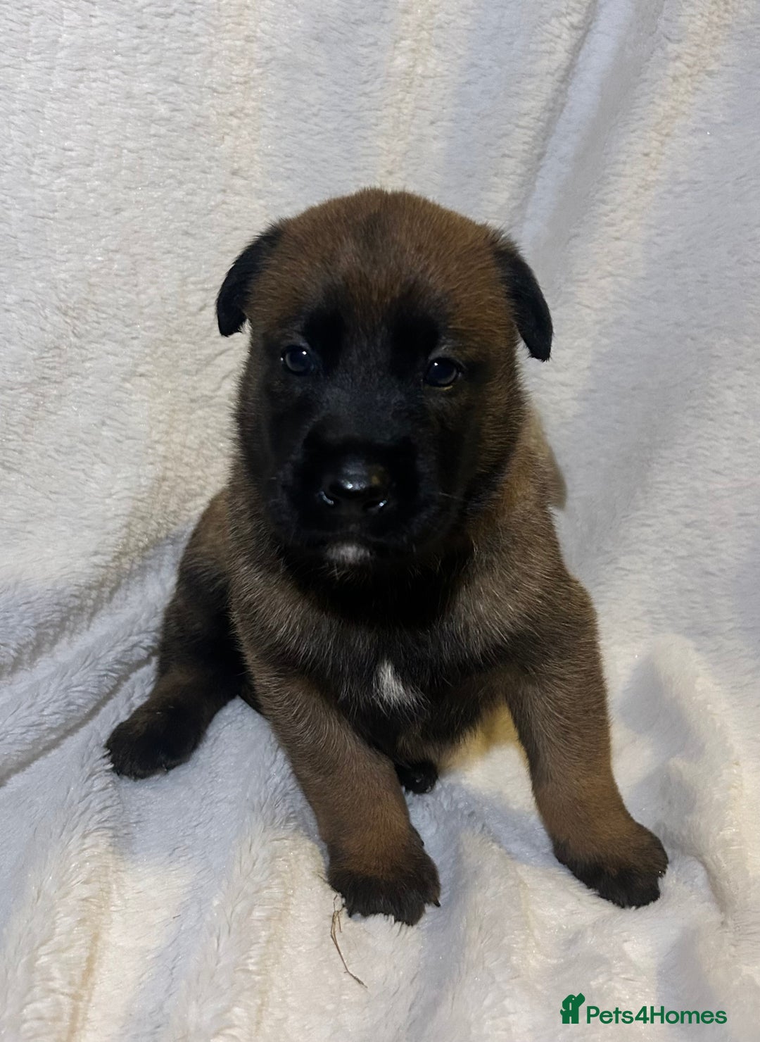 Belgian Shepherd Dog dogs for sale: Belgian malinois puppies  - Image 4