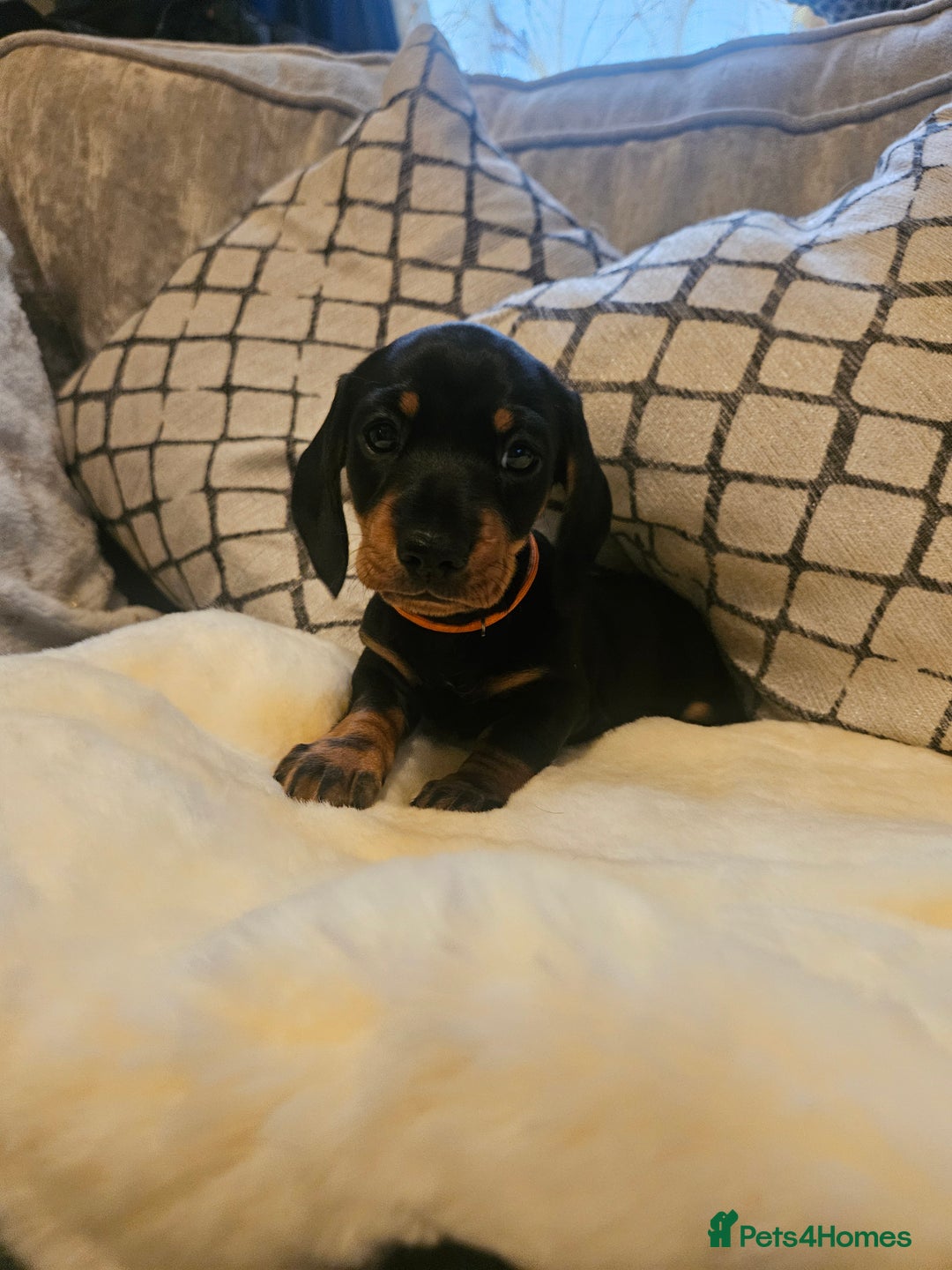 Miniature Dachshund dogs for sale: Exceptional pedigree miniature Dachshunds  - Image 7