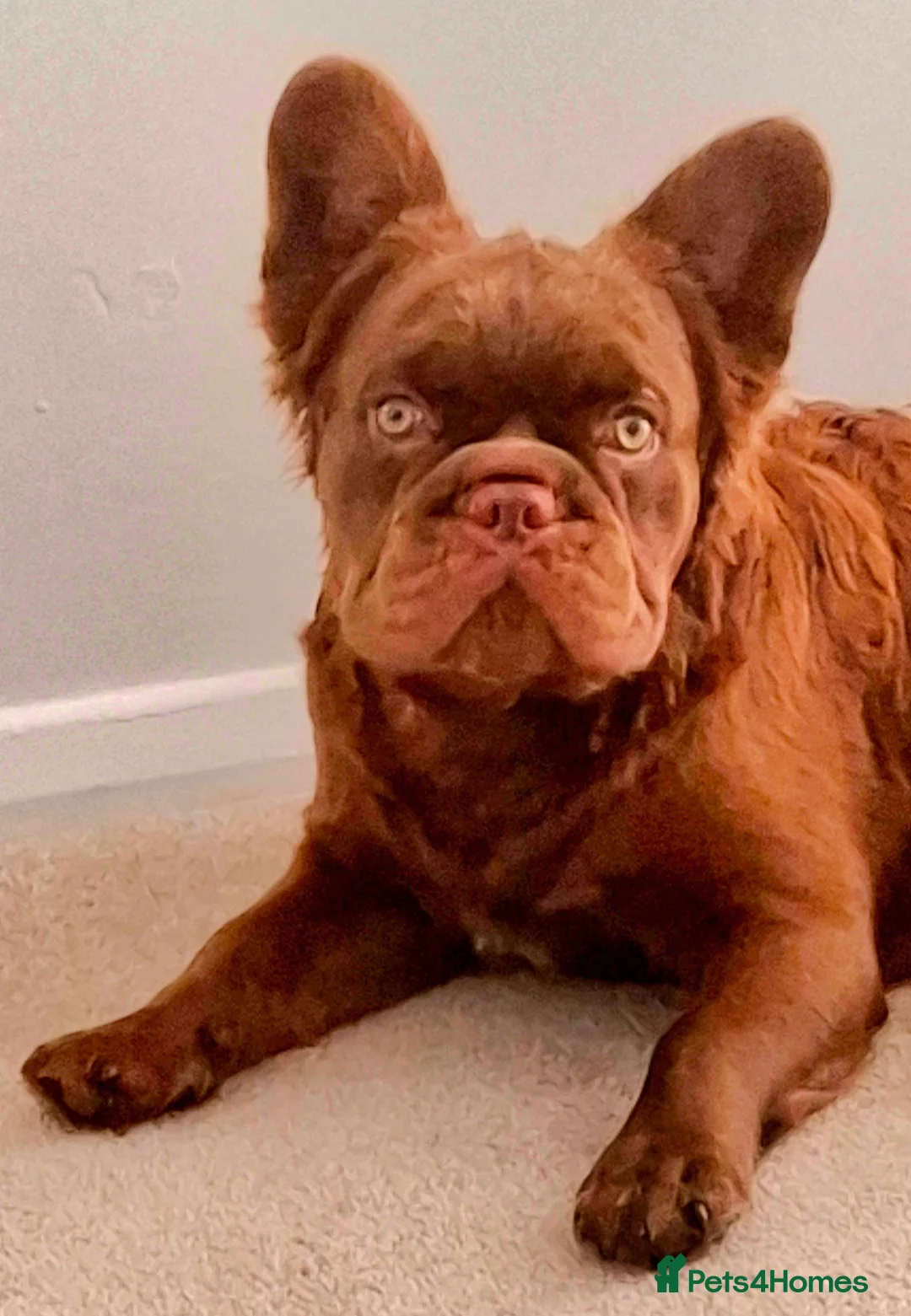 French Bulldog dogs for sale: Fluffy french bulldog  - Advert 2