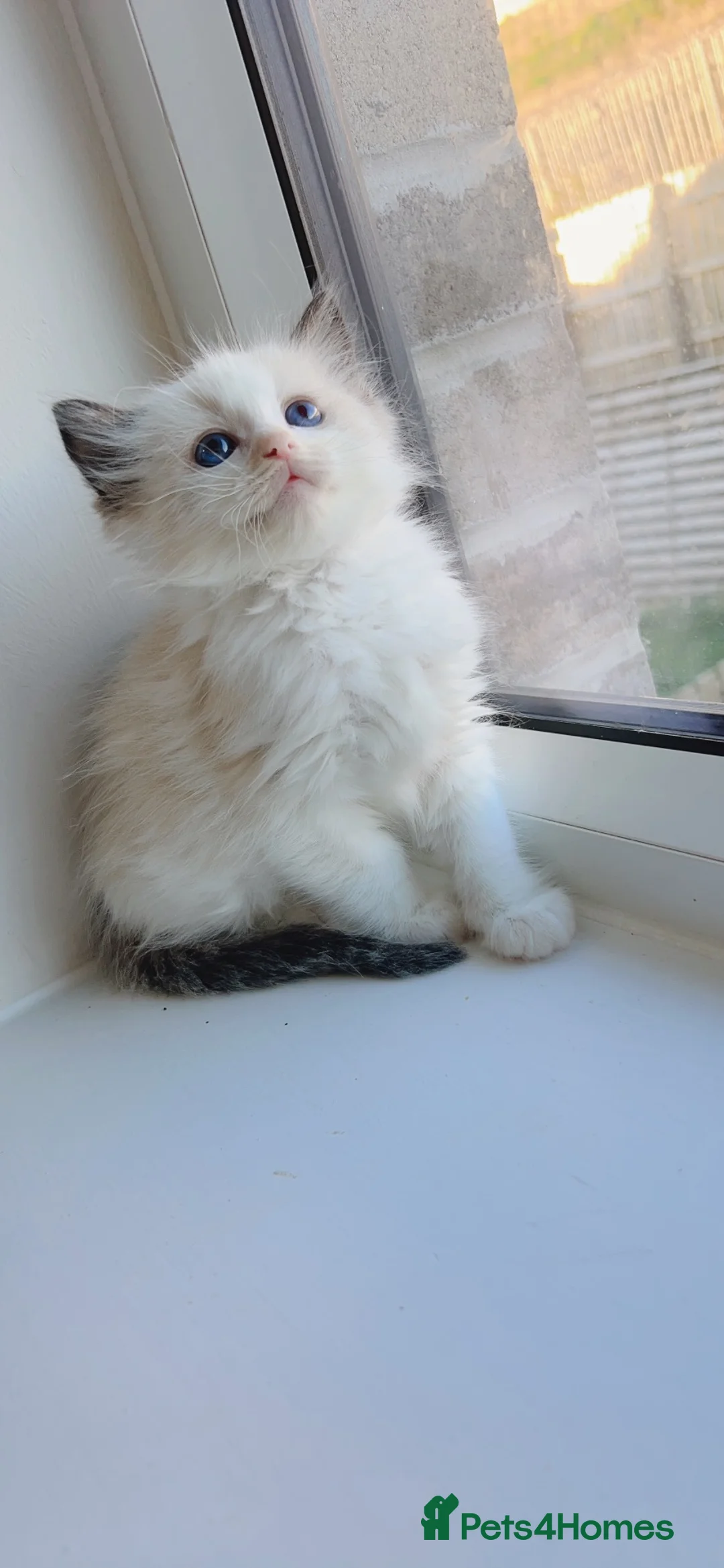 Ragdoll cats for sale: Ragdolls  - Advert 2