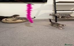 Bengal cats for sale: ❄️🐾Champion bloodline Snow Bengals 🐾❄️ - Image 7