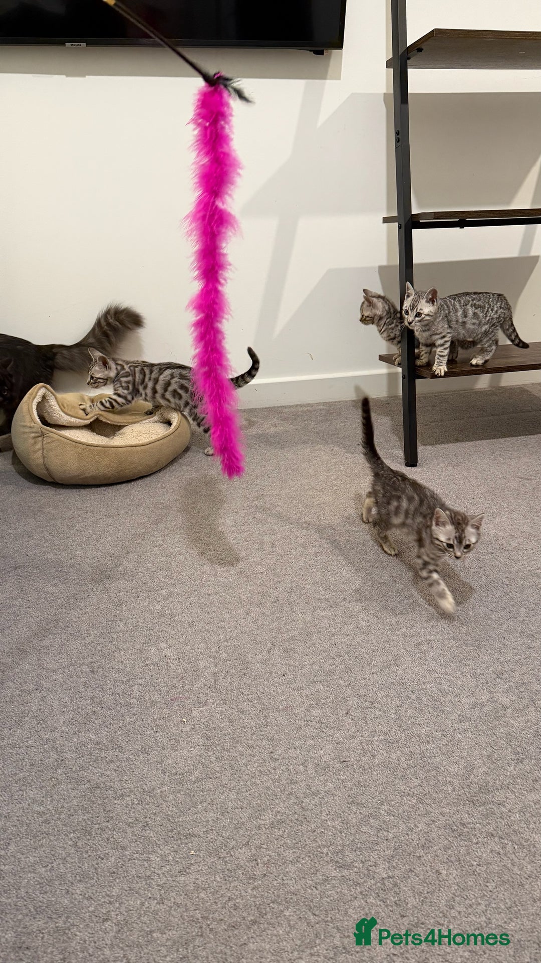 Bengal cats for sale: ❄️🐾Champion bloodline Snow Bengals 🐾❄️ - Image 7